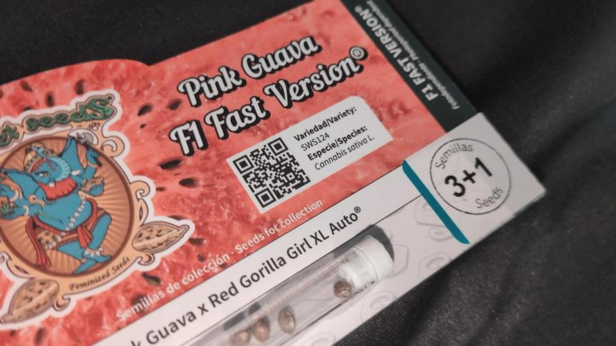 Pink Guava F1. Week 0