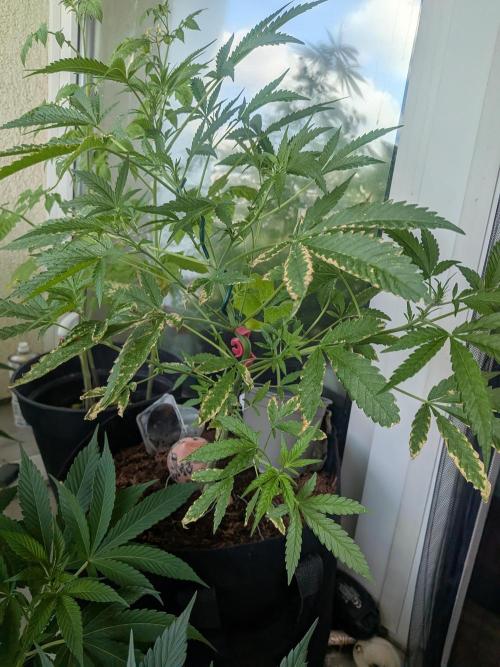 Strawberry Banana 🍌 Sun-Smash. Week 10