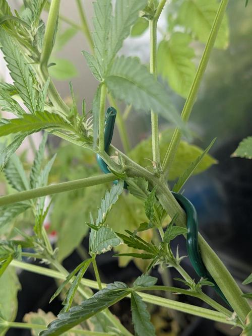 Strawberry Banana 🍌 Sun-Smash. Week 10