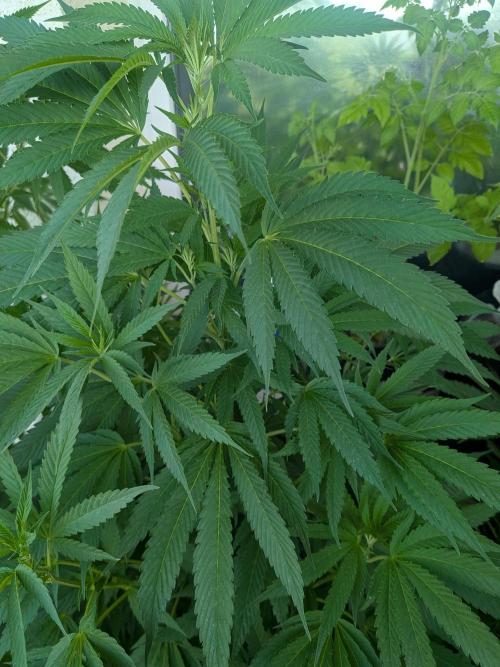 Cocos Premium. Week 16