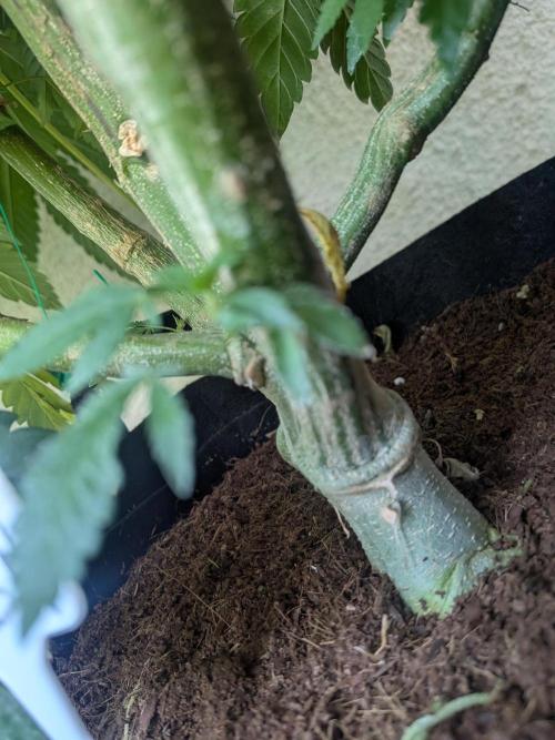 Khalifa Kush | outdoor 2026. Week 17