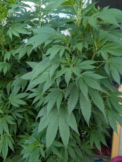 Khalifa Kush | outdoor 2026. Week 17