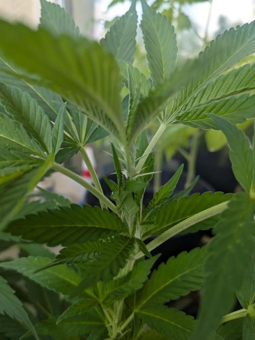 Khalifa Kush | outdoor 2026. Week 17