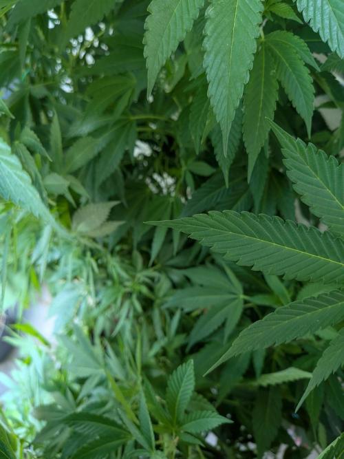 Khalifa Kush | outdoor 2026. Week 17