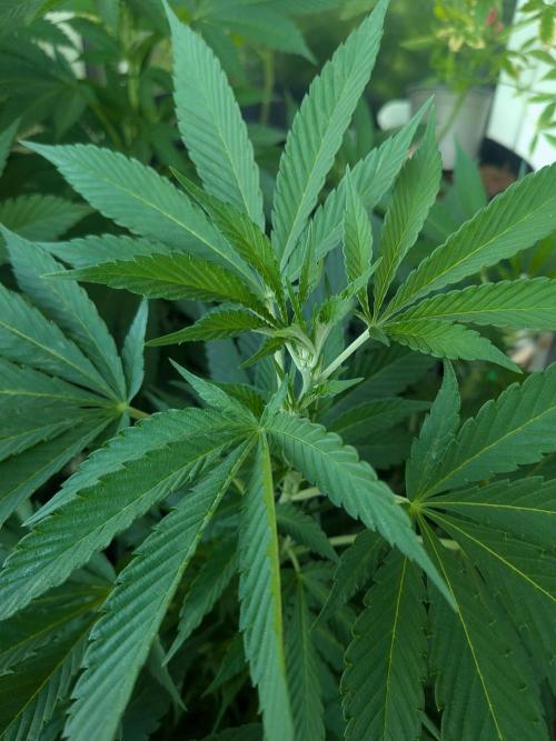 Khalifa Kush | outdoor 2026. Week 17