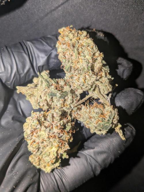 Devil Cookies One | USA Genetics 2026. Week 19
