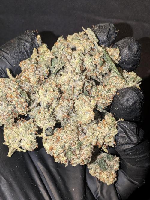 Devil Cookies One | USA Genetics 2026. Week 19