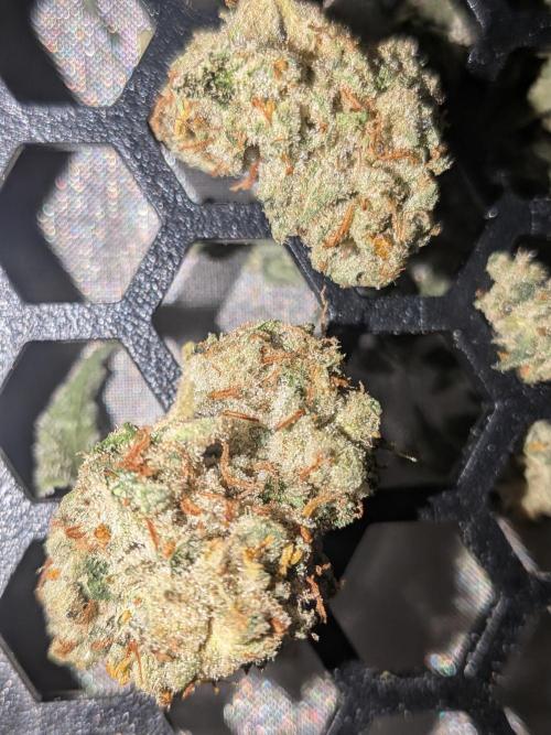 Devil Cookies One | USA Genetics 2026. Week 19