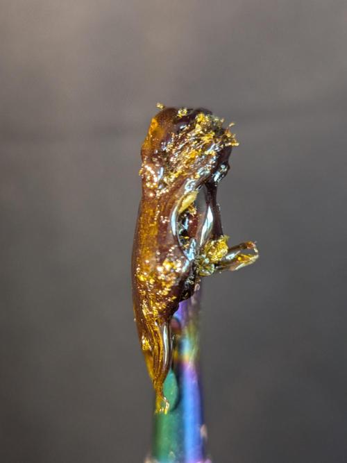 Devil Cookies One | USA Genetics 2026. Week 19
