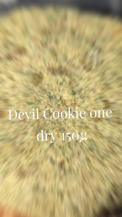 Devil Cookies One | USA Genetics 2026