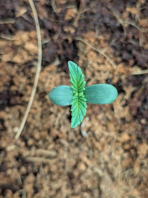Dark Lemonade 🍋 Auto. Week 0