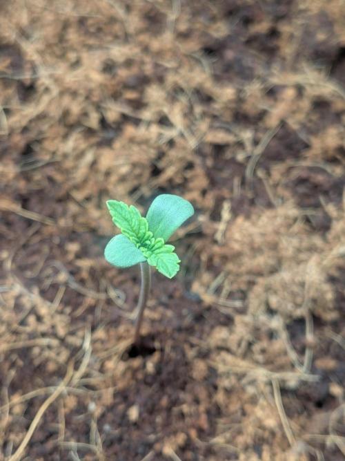 Pink Guava F1. Week 0