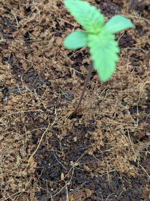 Pink Guava F1. Week 1