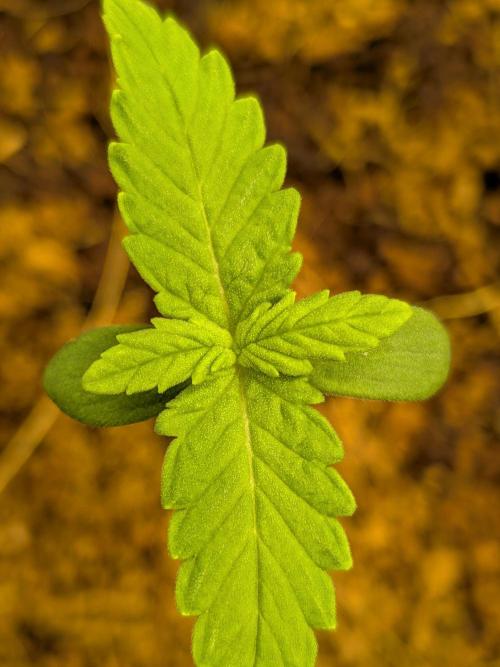 Dark Lemonade 🍋 Auto. Week 1