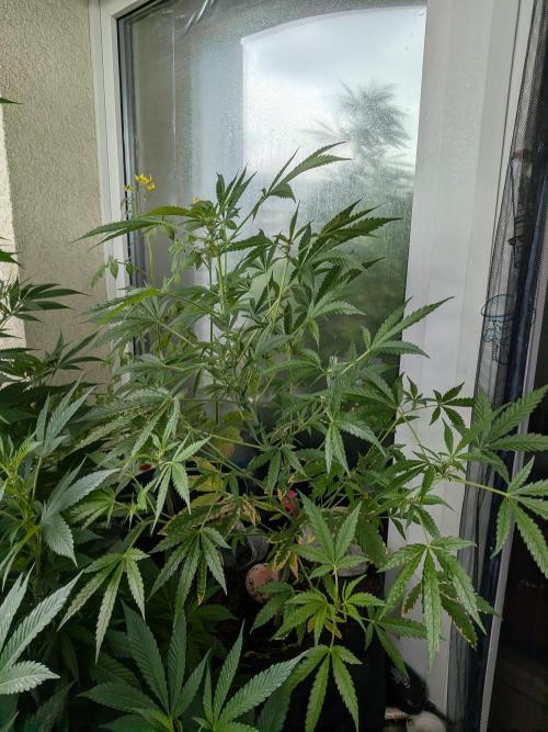 Strawberry Banana 🍌 Sun-Smash. Week 11