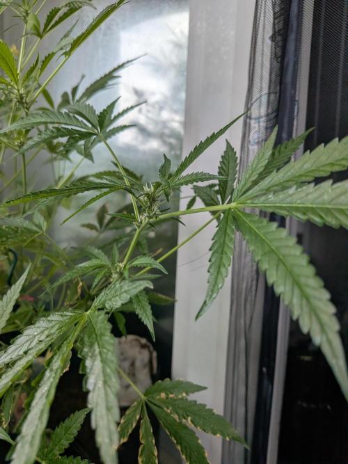 Strawberry Banana 🍌 Sun-Smash. Week 11
