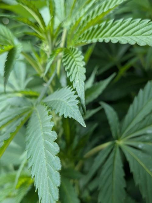 Khalifa Kush | outdoor 2026. Week 18