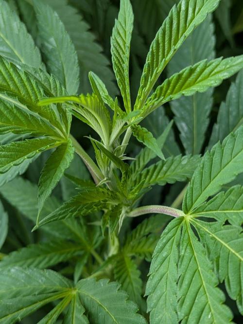 Khalifa Kush | outdoor 2026. Week 18