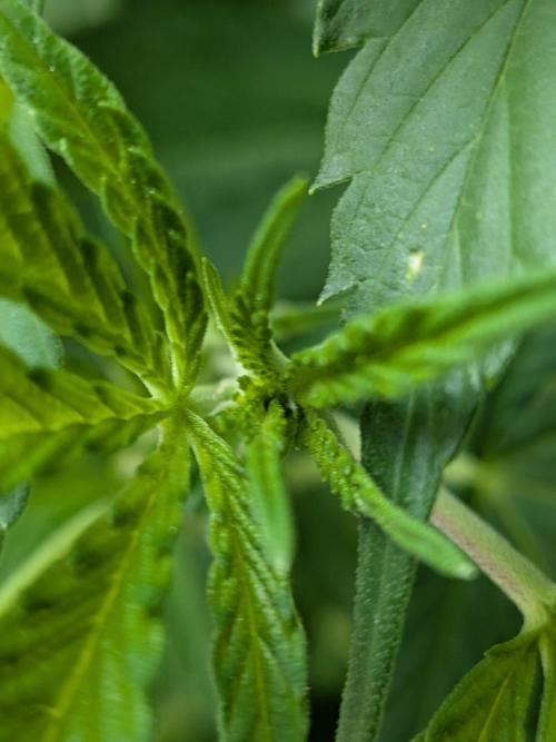 Khalifa Kush | outdoor 2026. Week 18