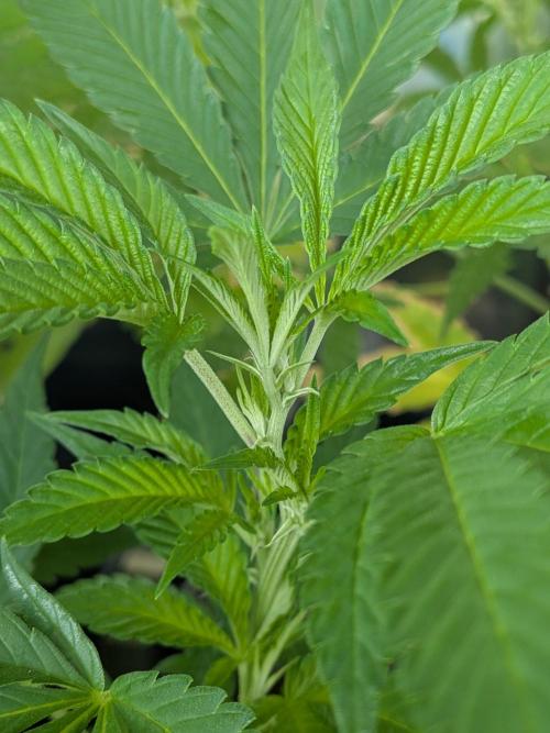 Khalifa Kush | outdoor 2026. Week 18