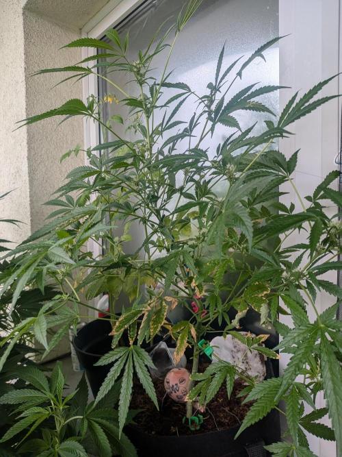 Strawberry Banana 🍌 Sun-Smash. Week 12