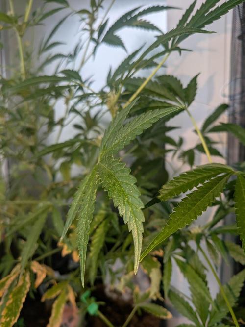 Strawberry Banana 🍌 Sun-Smash. Week 12