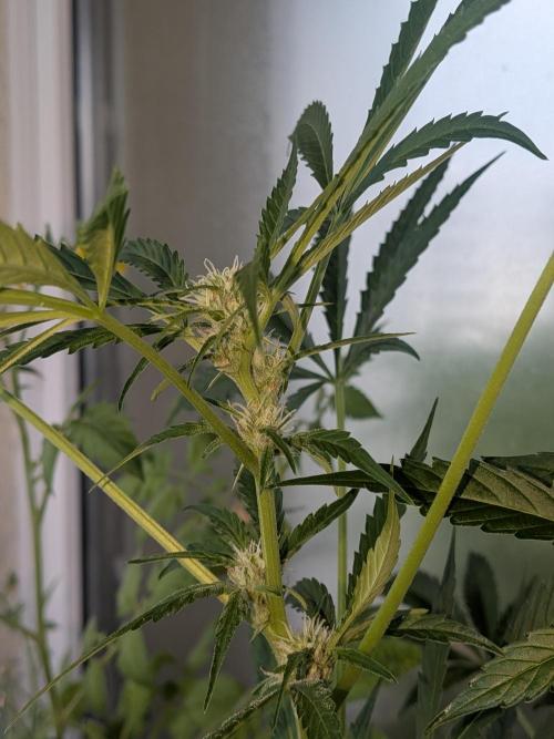 Strawberry Banana 🍌 Sun-Smash. Week 12