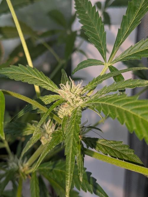 Strawberry Banana 🍌 Sun-Smash. Week 12