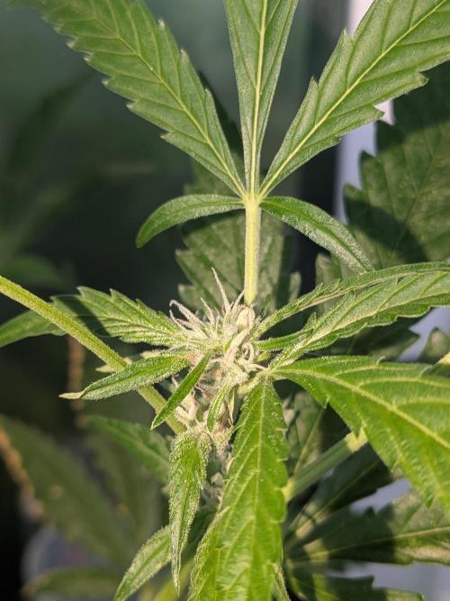 Pink Rozay x Strawberry Banana Auto. Week 12