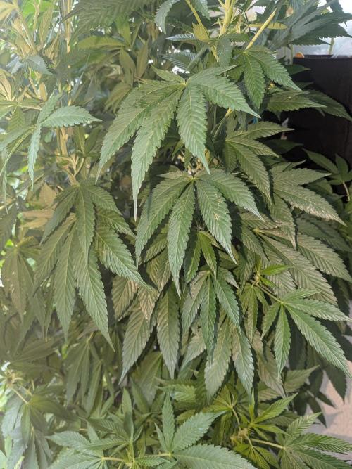 Khalifa Kush | outdoor 2026. Week 19