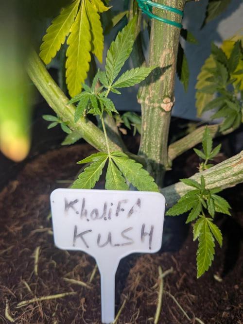 Khalifa Kush | outdoor 2026. Week 19