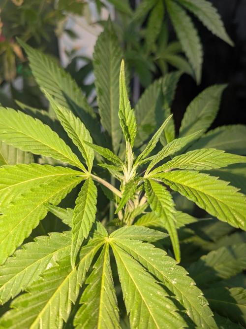 Khalifa Kush | outdoor 2026. Week 19