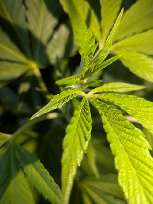 Khalifa Kush | outdoor 2026. Week 19