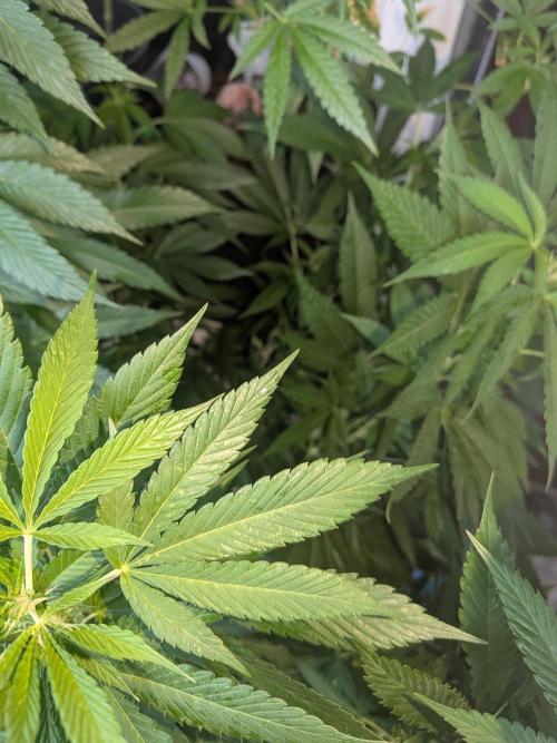 Khalifa Kush | outdoor 2026. Week 19