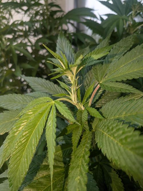Khalifa Kush | outdoor 2026. Week 19