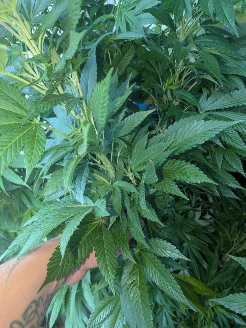 Khalifa Kush | outdoor 2026. Week 19
