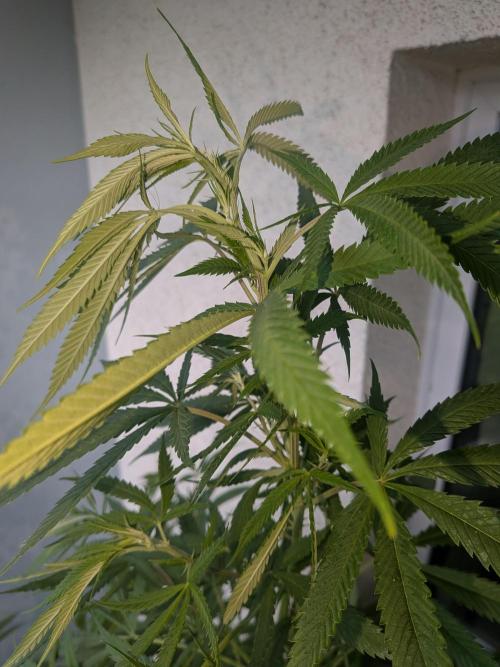 RS11(C) | GanjaFarmer. Week 18