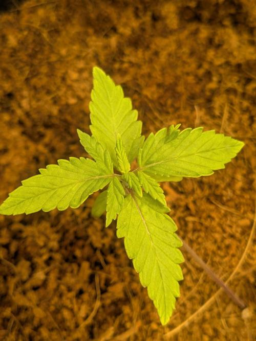 Dark Lemonade Auto. Week 2