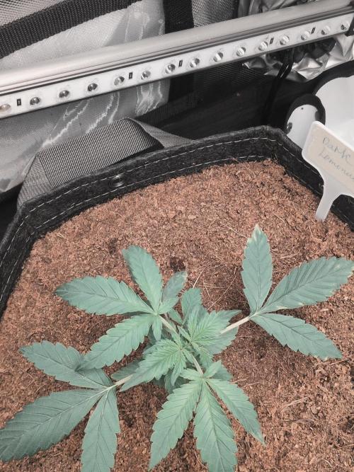Dark Lemonade 🍋 Auto. Week 3