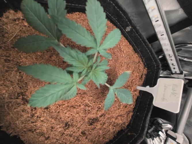 Dark Lemonade 🍋 Auto. Week 3