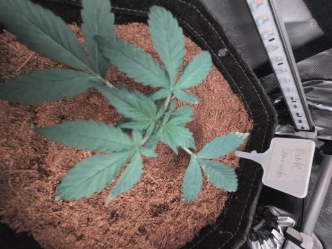 Dark Lemonade 🍋 Auto. Week 3