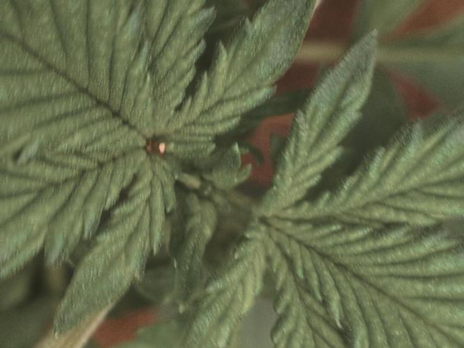 Dark Lemonade 🍋 Auto. Week 3