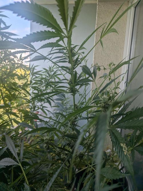 Strawberry Banana 🍌 Sun-Smash. Week 13
