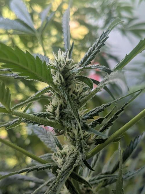 Strawberry Banana 🍌 Sun-Smash. Week 13
