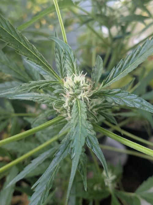 Strawberry Banana 🍌 Sun-Smash. Week 13