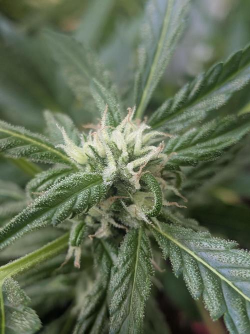 Strawberry Banana 🍌 Sun-Smash. Week 13