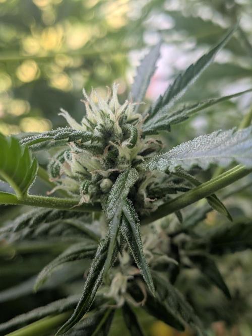 Strawberry Banana 🍌 Sun-Smash. Week 13