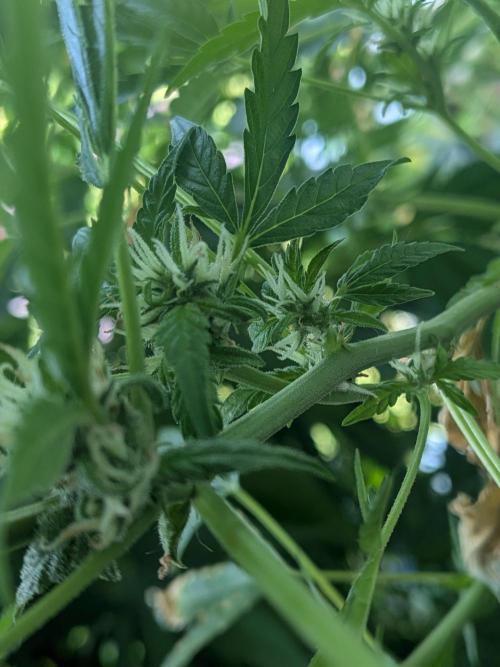 Strawberry Banana 🍌 Sun-Smash. Week 13