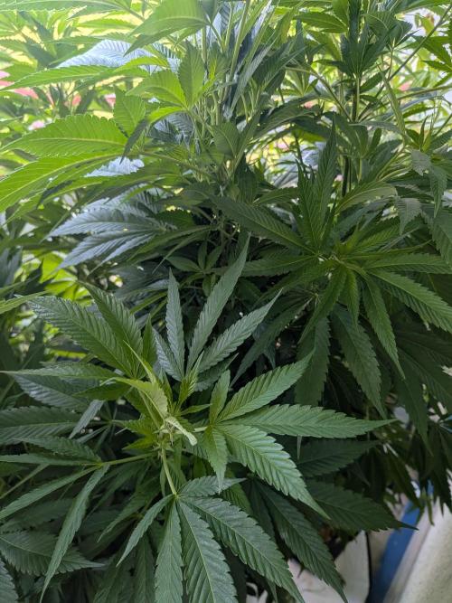 Khalifa Kush | outdoor 2026. Week 20