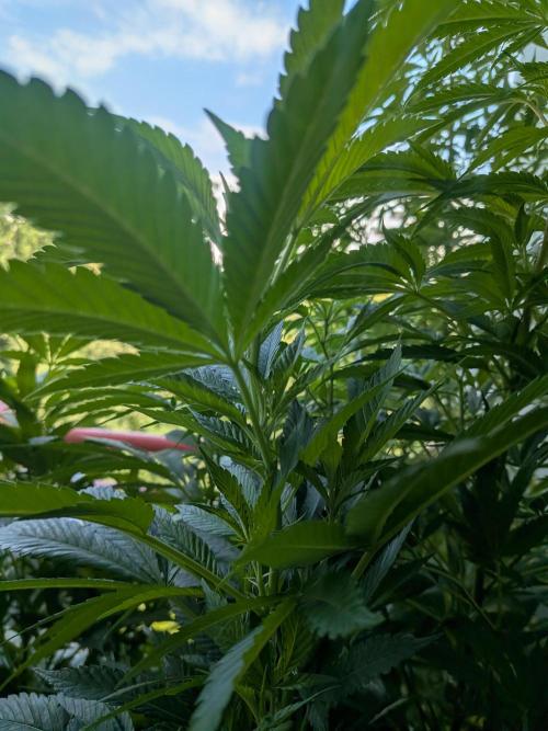 Khalifa Kush | outdoor 2026. Week 20